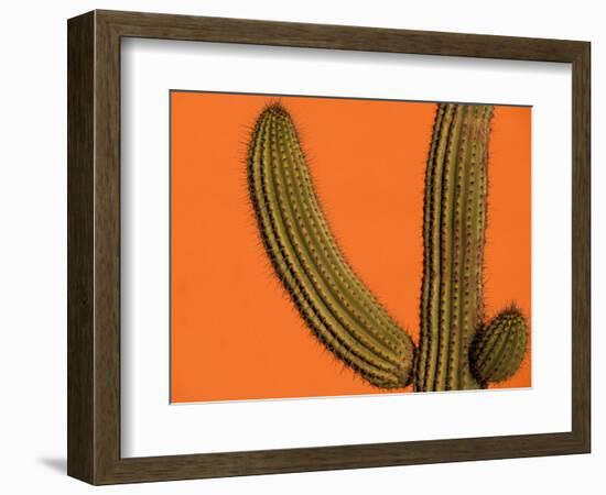 Colorful Cactus Details, Mexico-Walter Bibikow-Framed Photographic Print