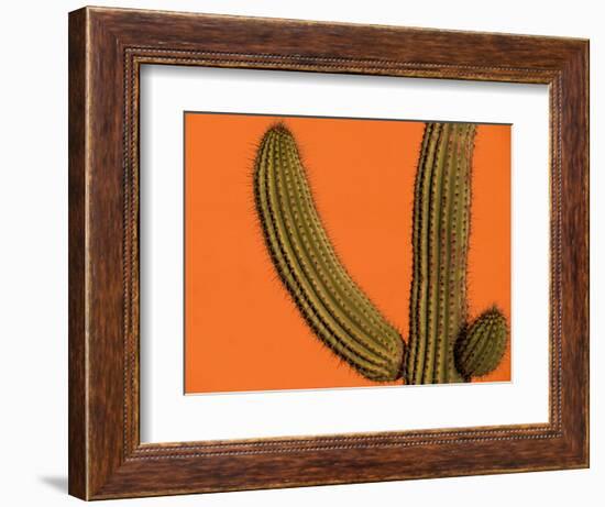 Colorful Cactus Details, Mexico-Walter Bibikow-Framed Photographic Print