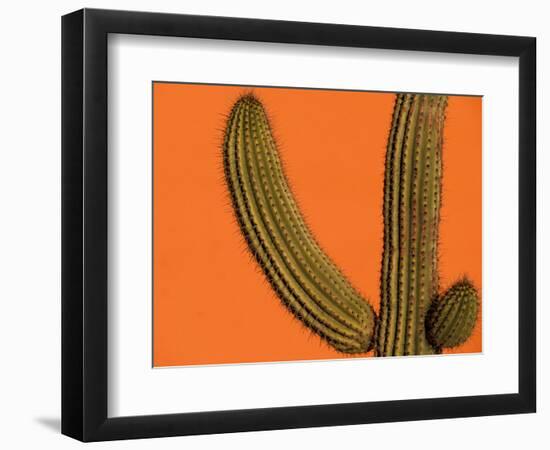 Colorful Cactus Details, Mexico-Walter Bibikow-Framed Photographic Print