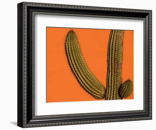 Colorful Cactus Details, Mexico-Walter Bibikow-Framed Photographic Print