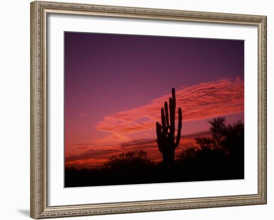 Colorful Cactus in the Sunset, Arizona, USA-Bill Bachmann-Framed Photographic Print