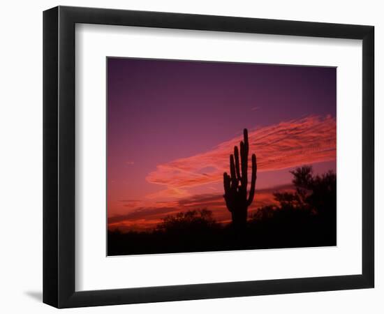 Colorful Cactus in the Sunset, Arizona, USA-Bill Bachmann-Framed Photographic Print