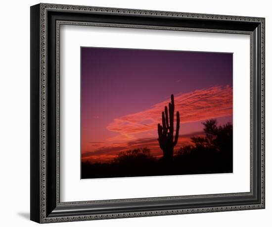 Colorful Cactus in the Sunset, Arizona, USA-Bill Bachmann-Framed Photographic Print