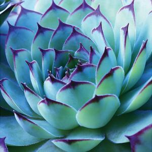 Cactus Cacti Art Prints Paintings Posters Framed Wall