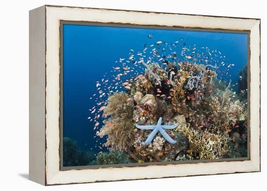 Colorful Coral Reef, Alam Batu, Bali, Indonesia-Reinhard Dirscherl-Framed Premier Image Canvas