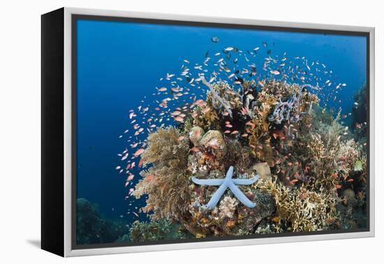Colorful Coral Reef, Alam Batu, Bali, Indonesia-Reinhard Dirscherl-Framed Premier Image Canvas