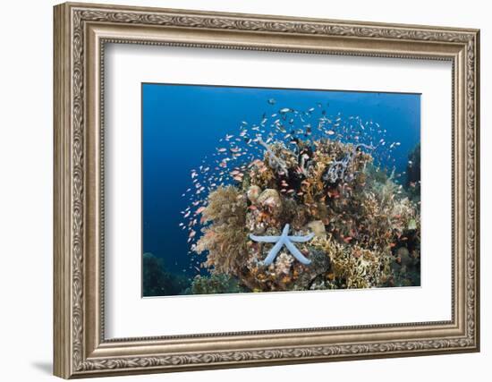 Colorful Coral Reef, Alam Batu, Bali, Indonesia-Reinhard Dirscherl-Framed Photographic Print