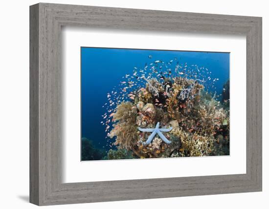 Colorful Coral Reef, Alam Batu, Bali, Indonesia-Reinhard Dirscherl-Framed Photographic Print