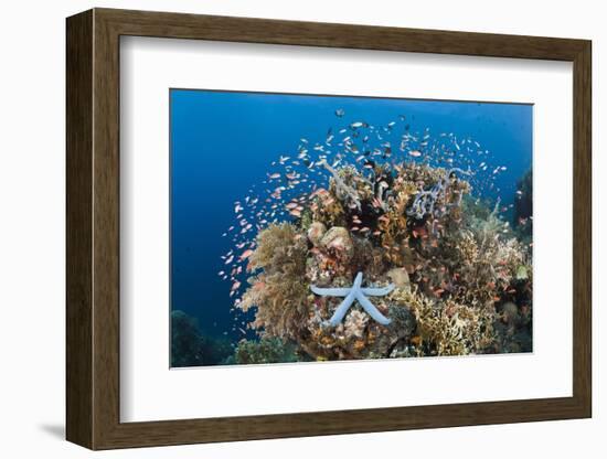 Colorful Coral Reef, Alam Batu, Bali, Indonesia-Reinhard Dirscherl-Framed Photographic Print