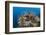 Colorful Coral Reef, Alam Batu, Bali, Indonesia-Reinhard Dirscherl-Framed Photographic Print