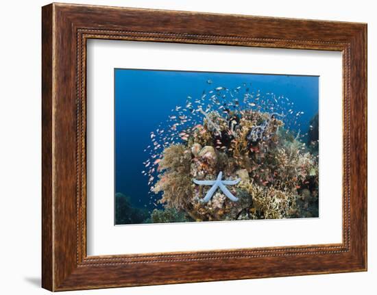 Colorful Coral Reef, Alam Batu, Bali, Indonesia-Reinhard Dirscherl-Framed Photographic Print