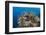 Colorful Coral Reef, Alam Batu, Bali, Indonesia-Reinhard Dirscherl-Framed Photographic Print