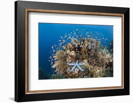 Colorful Coral Reef, Alam Batu, Bali, Indonesia-Reinhard Dirscherl-Framed Photographic Print