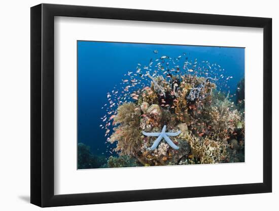 Colorful Coral Reef, Alam Batu, Bali, Indonesia-Reinhard Dirscherl-Framed Photographic Print