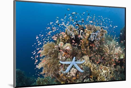 Colorful Coral Reef, Alam Batu, Bali, Indonesia-Reinhard Dirscherl-Mounted Photographic Print