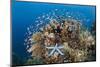 Colorful Coral Reef, Alam Batu, Bali, Indonesia-Reinhard Dirscherl-Mounted Photographic Print