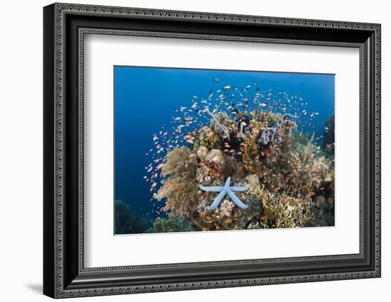 Colorful Coral Reef, Alam Batu, Bali, Indonesia-Reinhard Dirscherl-Framed Photographic Print