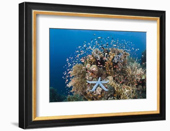 Colorful Coral Reef, Alam Batu, Bali, Indonesia-Reinhard Dirscherl-Framed Photographic Print