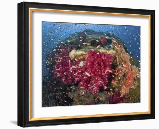 Colorful Corals on Reef, Raja Ampat, Papua, Indonesia-Jones-Shimlock-Framed Photographic Print