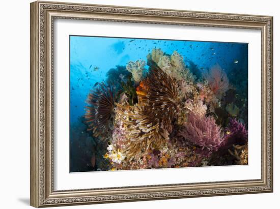 Colorful Crinoids and Soft Corals Adorn a Reef in Raja Ampat-null-Framed Photographic Print