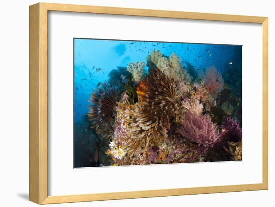 Colorful Crinoids and Soft Corals Adorn a Reef in Raja Ampat-null-Framed Photographic Print