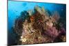 Colorful Crinoids and Soft Corals Adorn a Reef in Raja Ampat-null-Mounted Photographic Print