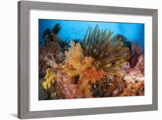 Colorful Crinoids and Soft Corals Adorn a Reef in Raja Ampat-null-Framed Photographic Print