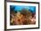 Colorful Crinoids and Soft Corals Adorn a Reef in Raja Ampat-null-Framed Photographic Print