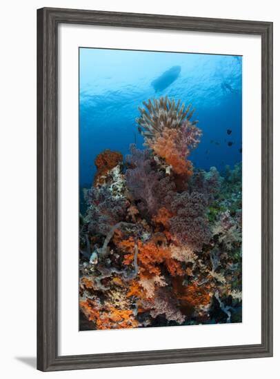 Colorful Crinoids and Soft Corals Adorn a Reef in Raja Ampat-null-Framed Photographic Print