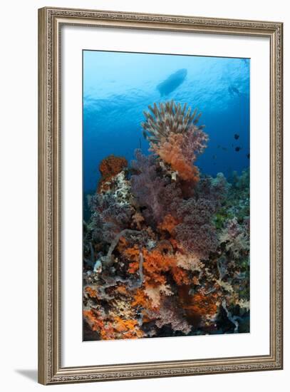 Colorful Crinoids and Soft Corals Adorn a Reef in Raja Ampat-null-Framed Photographic Print