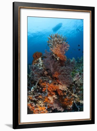 Colorful Crinoids and Soft Corals Adorn a Reef in Raja Ampat-null-Framed Photographic Print