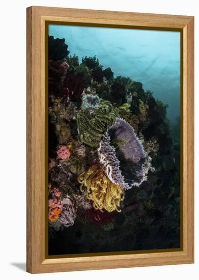 Colorful Crinoids and Sponges Grow on a Vibrant Reef in Indonesia-Stocktrek Images-Framed Premier Image Canvas