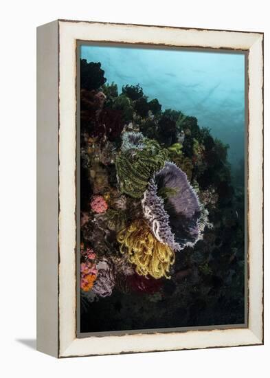 Colorful Crinoids and Sponges Grow on a Vibrant Reef in Indonesia-Stocktrek Images-Framed Premier Image Canvas