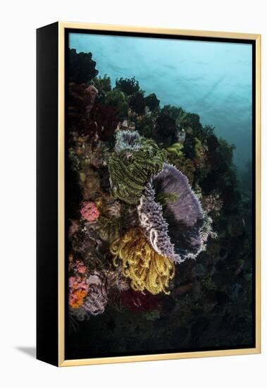 Colorful Crinoids and Sponges Grow on a Vibrant Reef in Indonesia-Stocktrek Images-Framed Premier Image Canvas