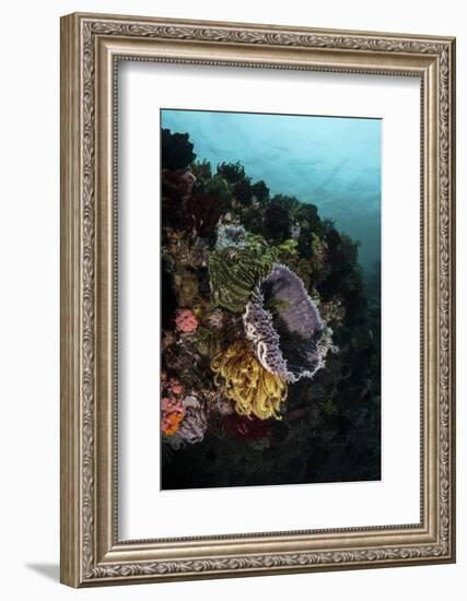 Colorful Crinoids and Sponges Grow on a Vibrant Reef in Indonesia-Stocktrek Images-Framed Photographic Print