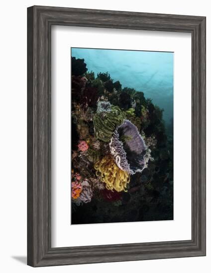 Colorful Crinoids and Sponges Grow on a Vibrant Reef in Indonesia-Stocktrek Images-Framed Photographic Print