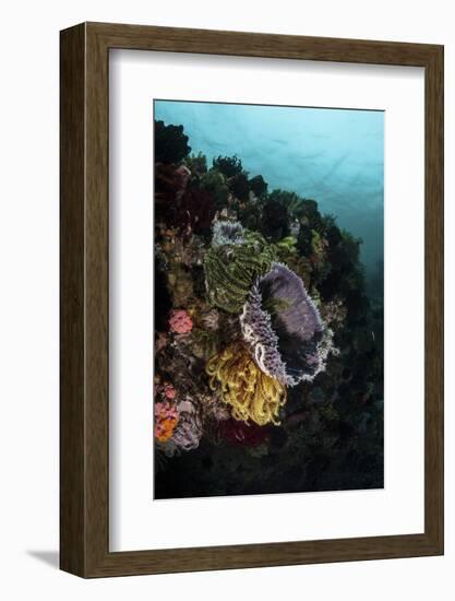 Colorful Crinoids and Sponges Grow on a Vibrant Reef in Indonesia-Stocktrek Images-Framed Photographic Print