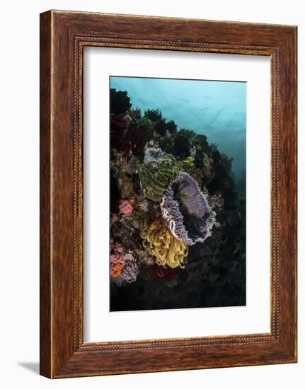 Colorful Crinoids and Sponges Grow on a Vibrant Reef in Indonesia-Stocktrek Images-Framed Photographic Print