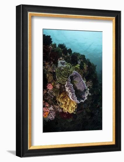 Colorful Crinoids and Sponges Grow on a Vibrant Reef in Indonesia-Stocktrek Images-Framed Photographic Print