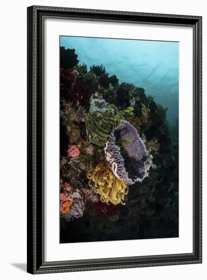 Colorful Crinoids and Sponges Grow on a Vibrant Reef in Indonesia-Stocktrek Images-Framed Photographic Print