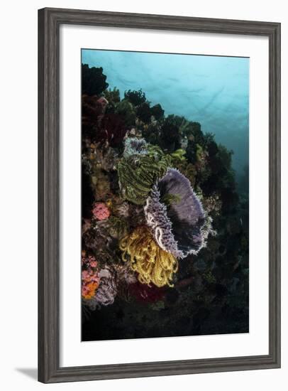 Colorful Crinoids and Sponges Grow on a Vibrant Reef in Indonesia-Stocktrek Images-Framed Photographic Print