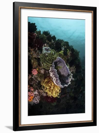 Colorful Crinoids and Sponges Grow on a Vibrant Reef in Indonesia-Stocktrek Images-Framed Photographic Print