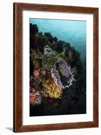 Colorful Crinoids and Sponges Grow on a Vibrant Reef in Indonesia-Stocktrek Images-Framed Photographic Print