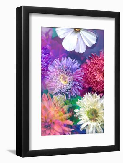 Colorful Dahlia Blossoms in Water-Alaya Gadeh-Framed Photographic Print