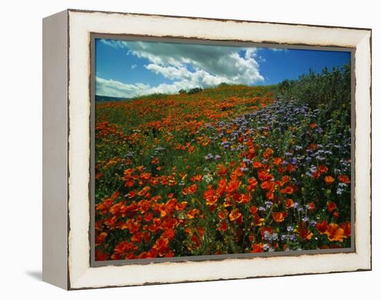 Colorful Field of Flowers-Gary Conner-Framed Premier Image Canvas