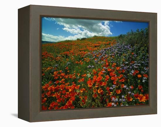 Colorful Field of Flowers-Gary Conner-Framed Premier Image Canvas