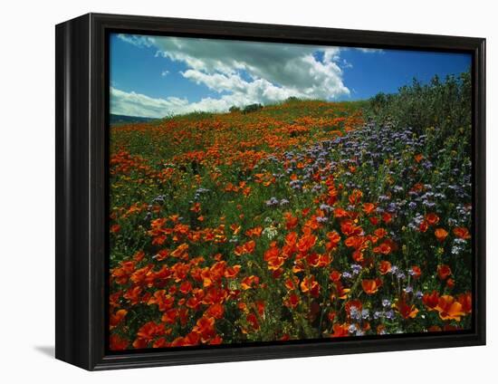 Colorful Field of Flowers-Gary Conner-Framed Premier Image Canvas