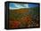 Colorful Field of Flowers-Gary Conner-Framed Premier Image Canvas