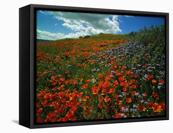 Colorful Field of Flowers-Gary Conner-Framed Premier Image Canvas