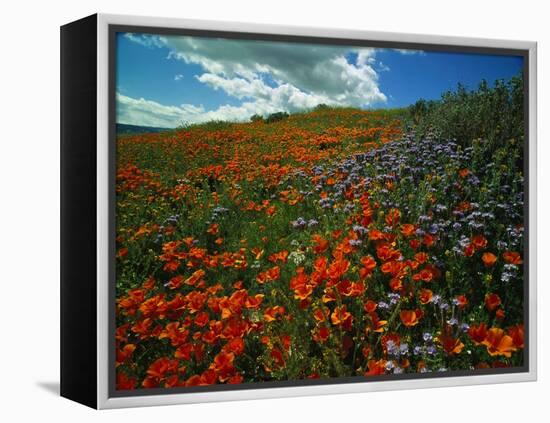 Colorful Field of Flowers-Gary Conner-Framed Premier Image Canvas